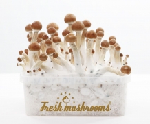 100% MYCELIUM XL Mexican | Paddo Growkit 2100cc